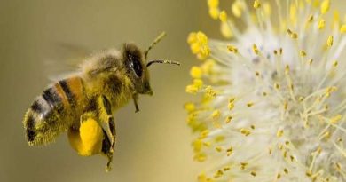 Giải mã ý nghĩa giấc mơ thấy con ong