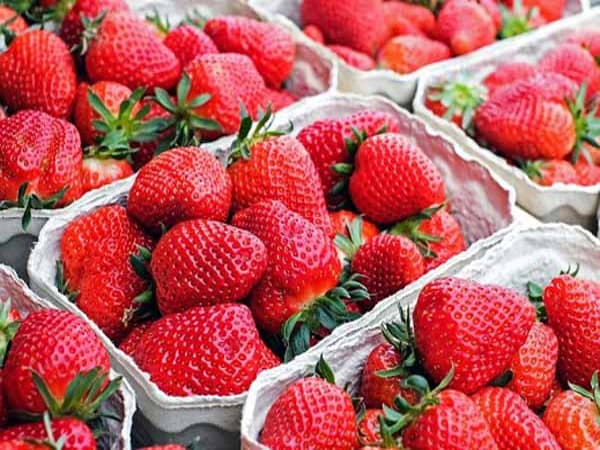 Bảo quản trong ngăn mát tủ lạnh