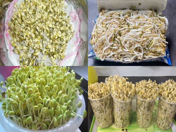 Cách bảo quản rau mầm (Giá Đỗ, Rau Mùi)