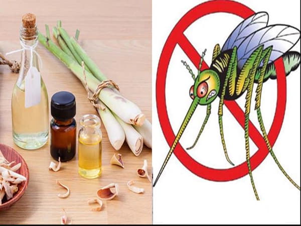 Cách đuổi côn trùng ra khỏi nhà một cách tự nhiên