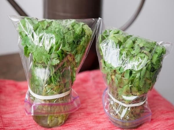Cắm rau vào nước