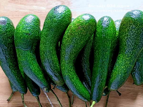 Cách ủ bơ 034 chín đều bằng ánh nắng mặt trời